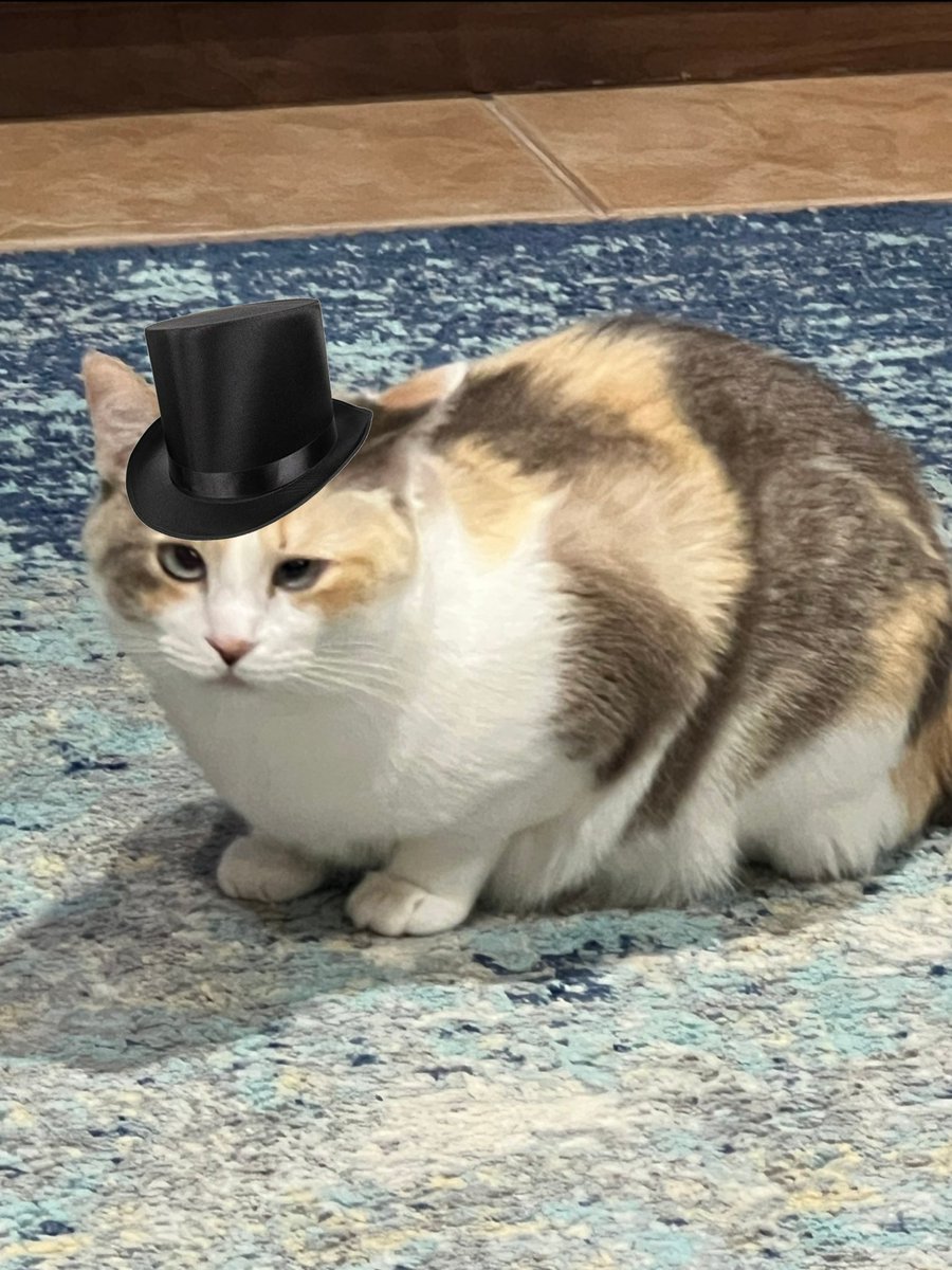 TophatON's tweet photo. @fatfatpankocat Tophat time! https://t.co/Nawa7UtQiC