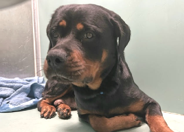 NMBewitched's tweet photo. Kim Dael
#NYCACC #178144
Urgent Medical
Apparently Kim Dael was bred & her puppies taken away. Now she has pyometra & requires surgery
If it is not stressful enough to have a Rottie at ACC one with urgent medical needs scares us even more
Pls #PLEDGE
#Foster
#Share https://t.co/rf3WpqxQG5