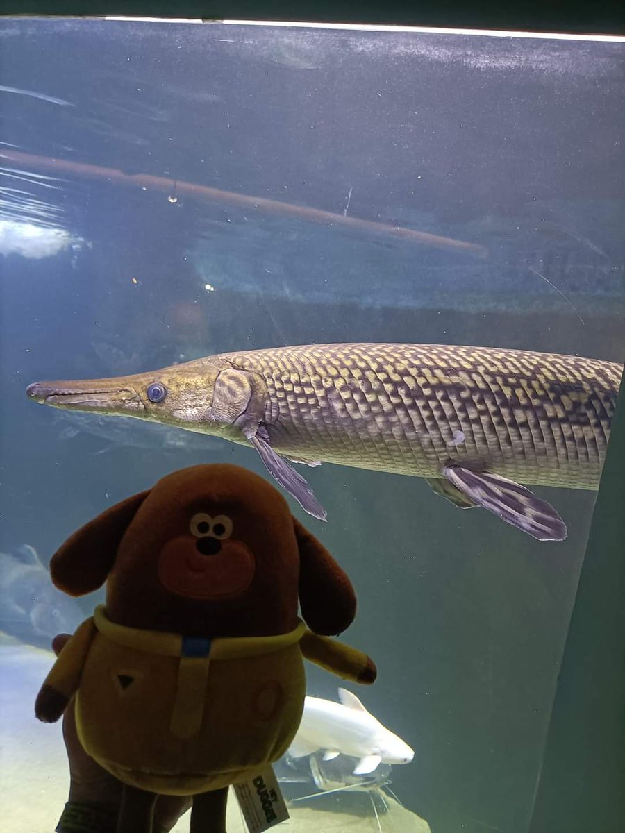 1stMatchborough's tweet photo. Just some more photos of our Squirrel's mascot @HEYDUGGEE in South Korea with our young leader for #23WSJ - enjoying the experiences in Seoul before heading to the Jamboree @unit86wsj2023 #skillsforlife https://t.co/5gvsbrqNs6
