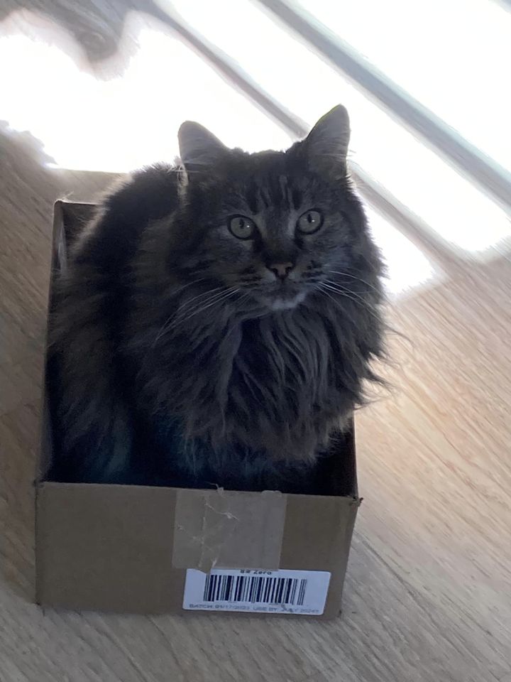 Sm_Twn_Com_Cats's tweet photo. #BoxCats #rescue #Donate
https://t.co/cF8o2Xzlxd https://t.co/MmwTm9Ryi7