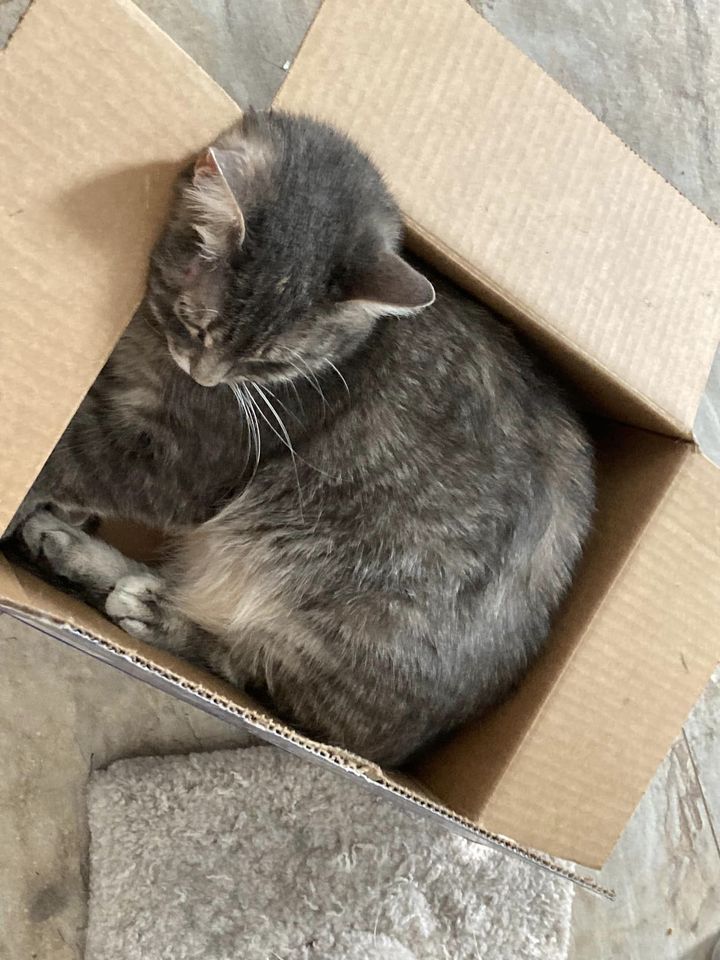 Sm_Twn_Com_Cats's tweet photo. #BoxCats #rescue #Donate
https://t.co/cF8o2Xzlxd https://t.co/MmwTm9Ryi7