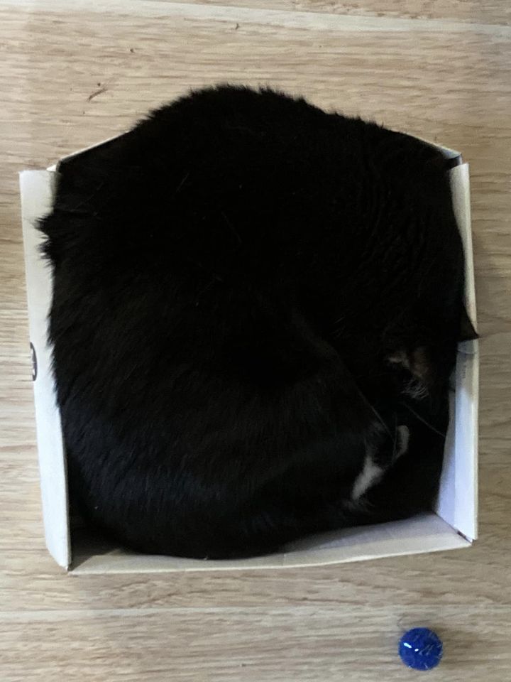 Sm_Twn_Com_Cats's tweet photo. #BoxCats #rescue #Donate
https://t.co/cF8o2Xzlxd https://t.co/MmwTm9Ryi7