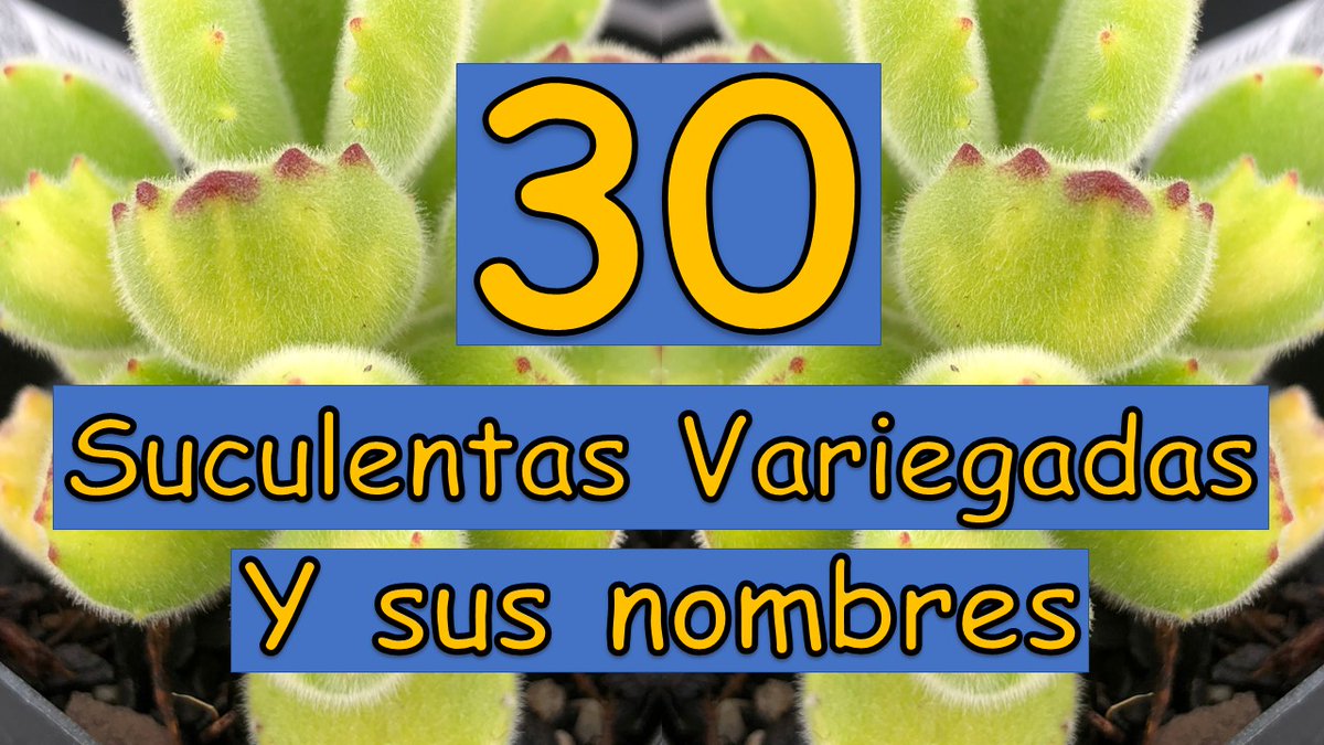 Hice un video sobre 30 suculentas variegadas y sus nombres 🤗 algunas te sorprenderán 🪴🌿 #SucculentOso 🐻
youtu.be/QdsrRmjeUIE