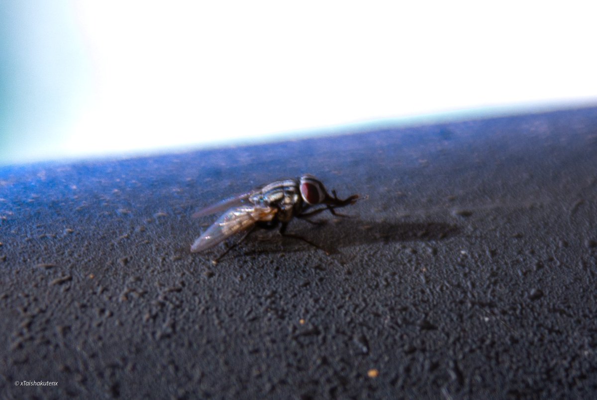 Taishakuten tweet media