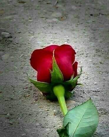 الخطا لا صار أكبر من حروف الأعتذار 
كفنو  روح  المحبه  في مقابر  أسفين .
#امير_الاحساس