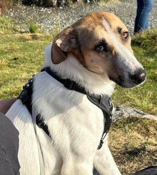 millypod1's tweet photo. 🆘29 Jul 2023 #Lost SKYE #ScanMe 
White &amp; Tan Cross Breed Female SPAYED.
NERVOUS RESCUE - PLEASE DO NOT CALL/CHASE.
Uxbridge Road #Hillingdon #Uxbridge #UB10 #A4020 
https://t.co/1eroh3bEn2 https://t.co/kcS2zVmSOZ