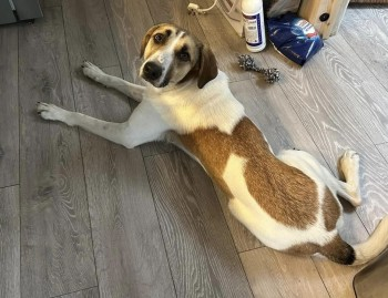 millypod1's tweet photo. 🆘29 Jul 2023 #Lost SKYE #ScanMe 
White &amp; Tan Cross Breed Female SPAYED.
NERVOUS RESCUE - PLEASE DO NOT CALL/CHASE.
Uxbridge Road #Hillingdon #Uxbridge #UB10 #A4020 
https://t.co/1eroh3bEn2 https://t.co/kcS2zVmSOZ