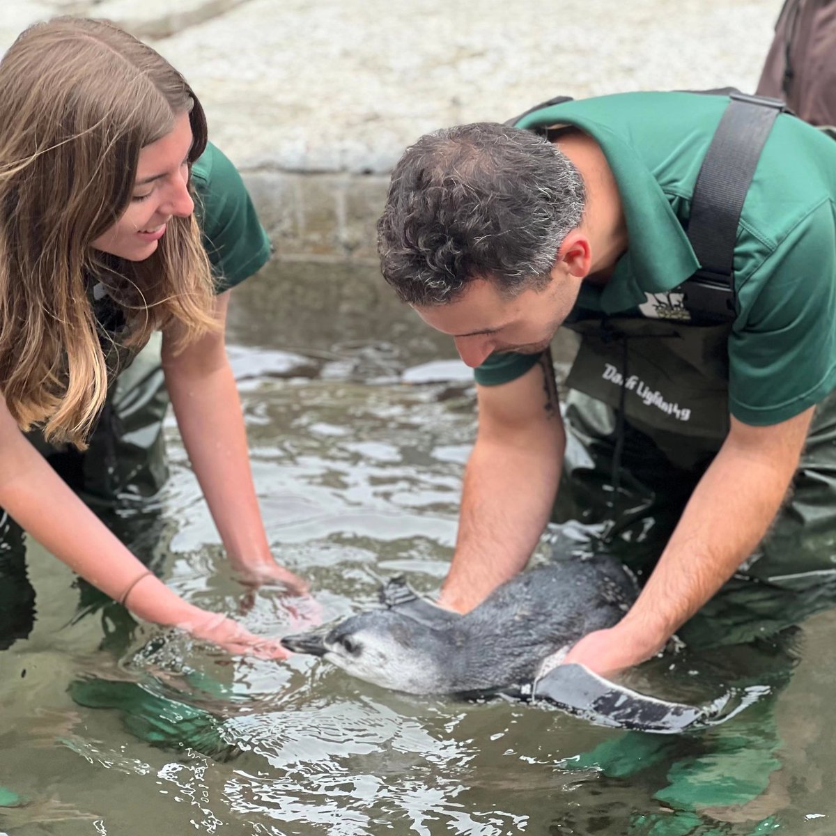 It's been so long since I've jumped on Twitter, that even the name has changed! I wanted to share that our Magellanic penguin chicks @sfzoo graduated from fish school and we welcomed them to the main colony at Penguin Island!