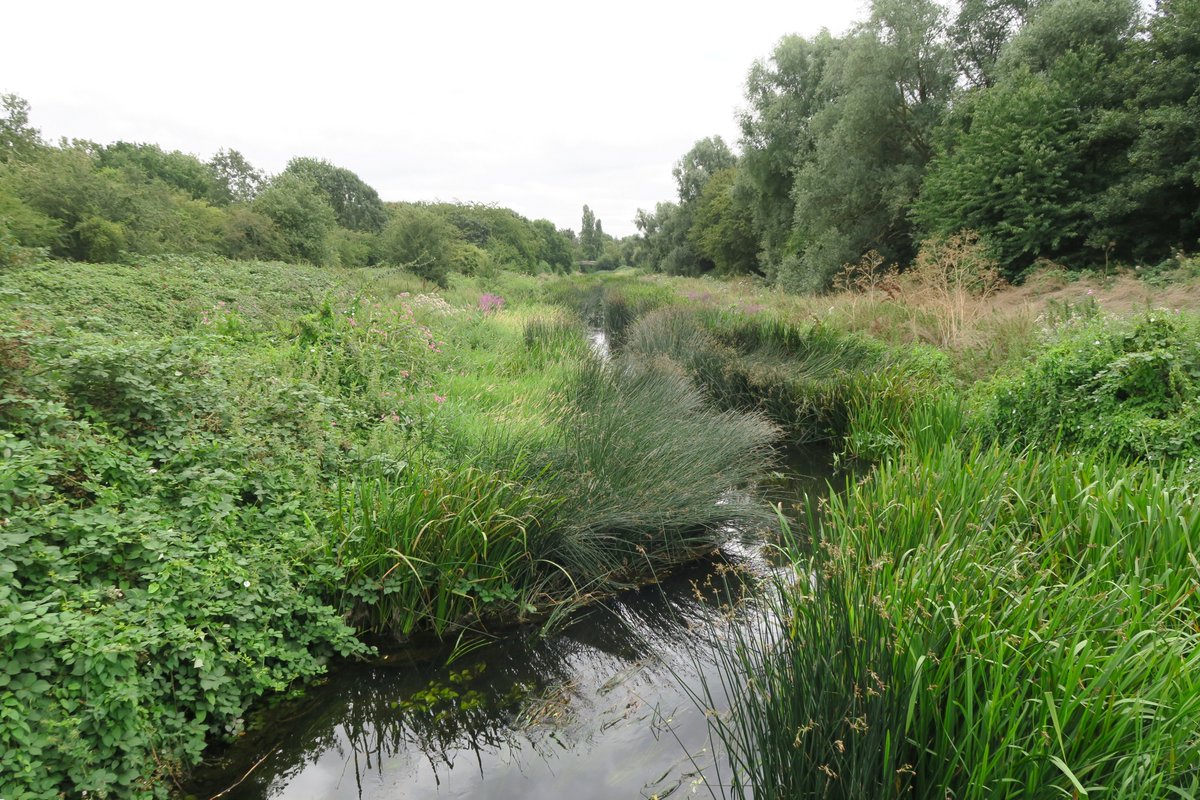 iantokelove's tweet photo. The River #Roding in East London, following the valley upstream, from Redbridge to Debden (both on the Central Line). Sun turned to rain, but we didn’t mind. Purples of loosestrife, balsam, burdock &amp; bramble amid the lush green &amp; distant M11 hum #RemoteLondon https://t.co/USh9z1ml3o
