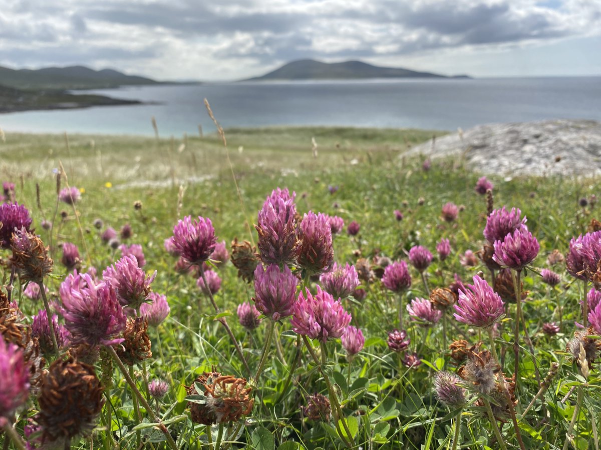 Watts_SH's tweet photo. Spectacular flowering of global #conservation value! #Machair is unique to north-west Scotland &amp; Ireland. This low-lying coastal vegetation forms on shell-rich sand &amp; is a fantastic example of how #grazing management can deliver high #biodiversity. #WildflowerHour #EileanSiar https://t.co/Ps73uqr1P7