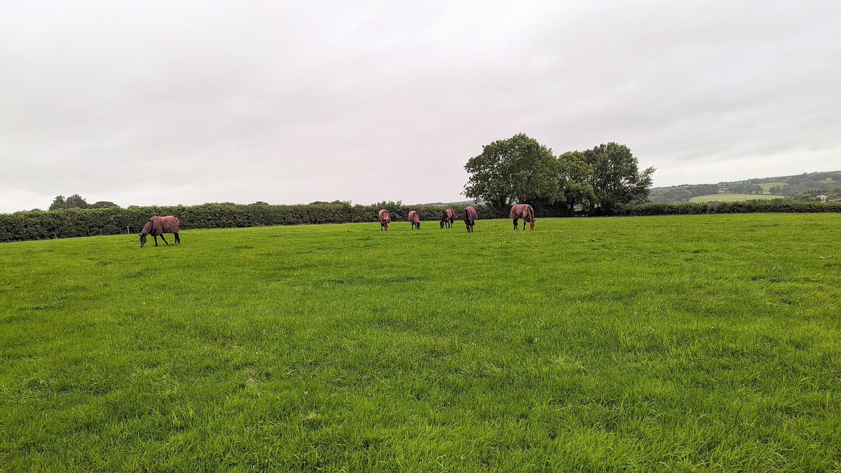 JessWestwood's tweet image. You would think it's October...we have had a lot of rain over the past two weeks, of which the grass is growing very well, the yearlings and 2yrs are quite happy even if we are having to put light weights on! #DrGreen #HappyHorses #RainRainRain #FutureStars