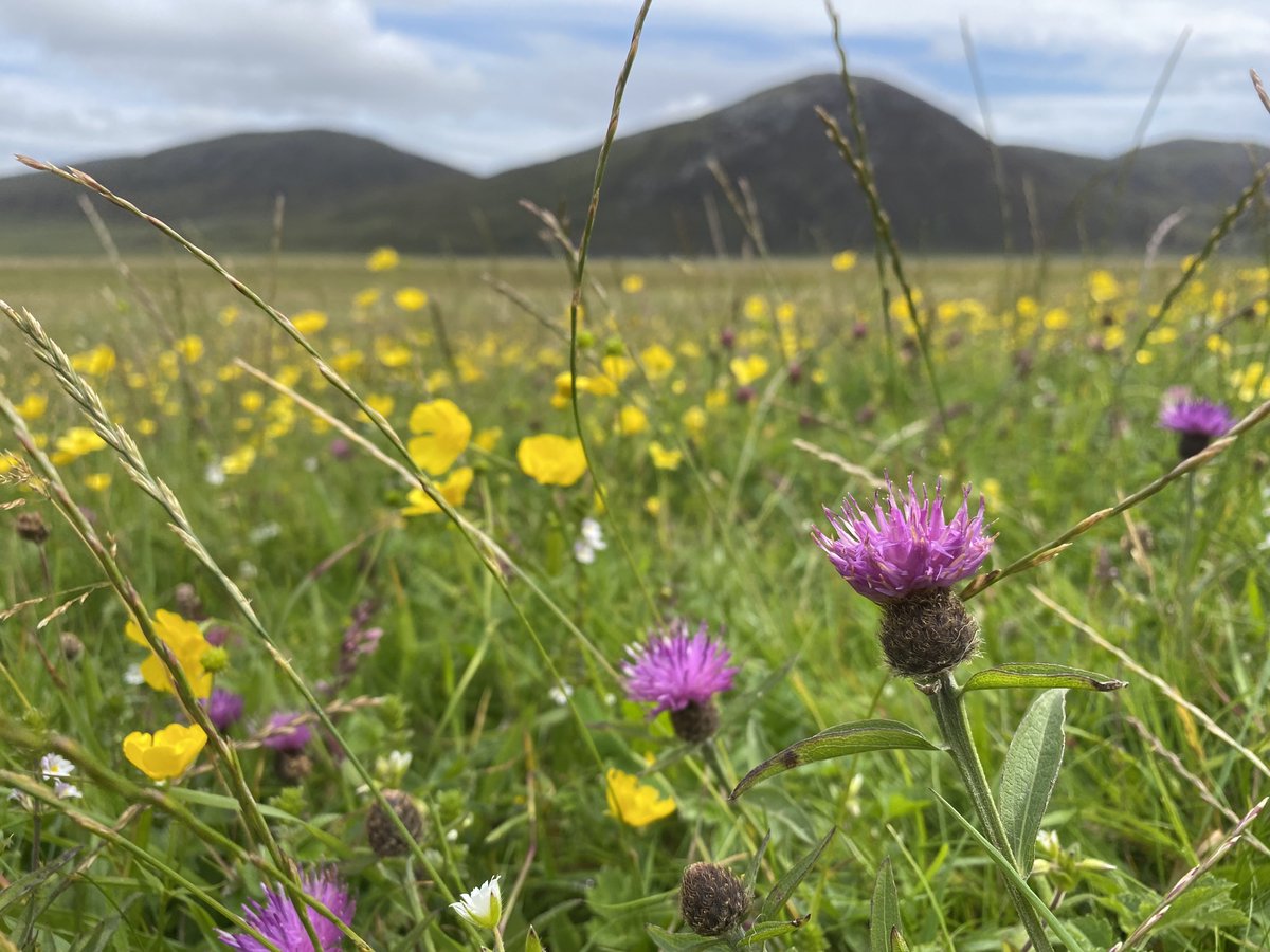 Watts_SH's tweet photo. Spectacular flowering of global #conservation value! #Machair is unique to north-west Scotland &amp; Ireland. This low-lying coastal vegetation forms on shell-rich sand &amp; is a fantastic example of how #grazing management can deliver high #biodiversity. #WildflowerHour #EileanSiar https://t.co/Ps73uqr1P7