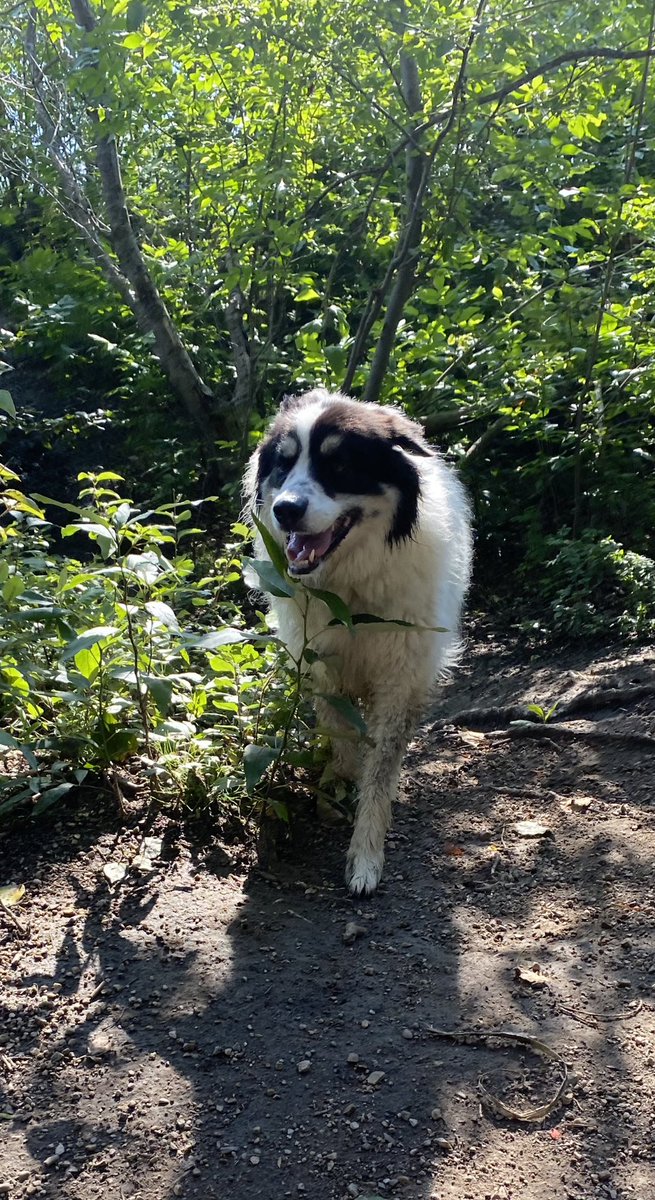 BaxterForTheWin's tweet photo. Another trip to the park today. This week is supposed to be much nicer than last, so hopefully we can finish holidays off strong! https://t.co/PJqYqeGUYA