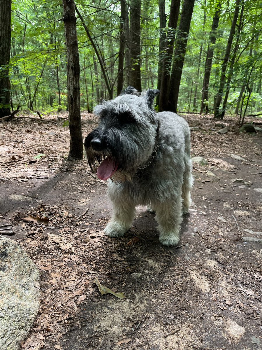 benlevitan's tweet photo. Happy 10th Rocky ! #doglife https://t.co/2joAdV4fY6