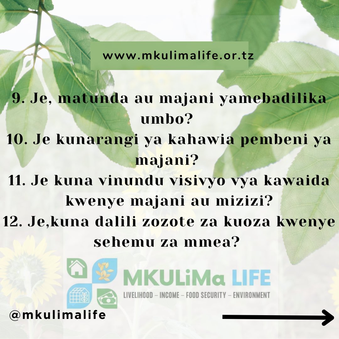 MkulimaLife's tweet photo. #limakwafaida #mkulima #growyourownfood #farm #agriculture https://t.co/At5rhSSdhL