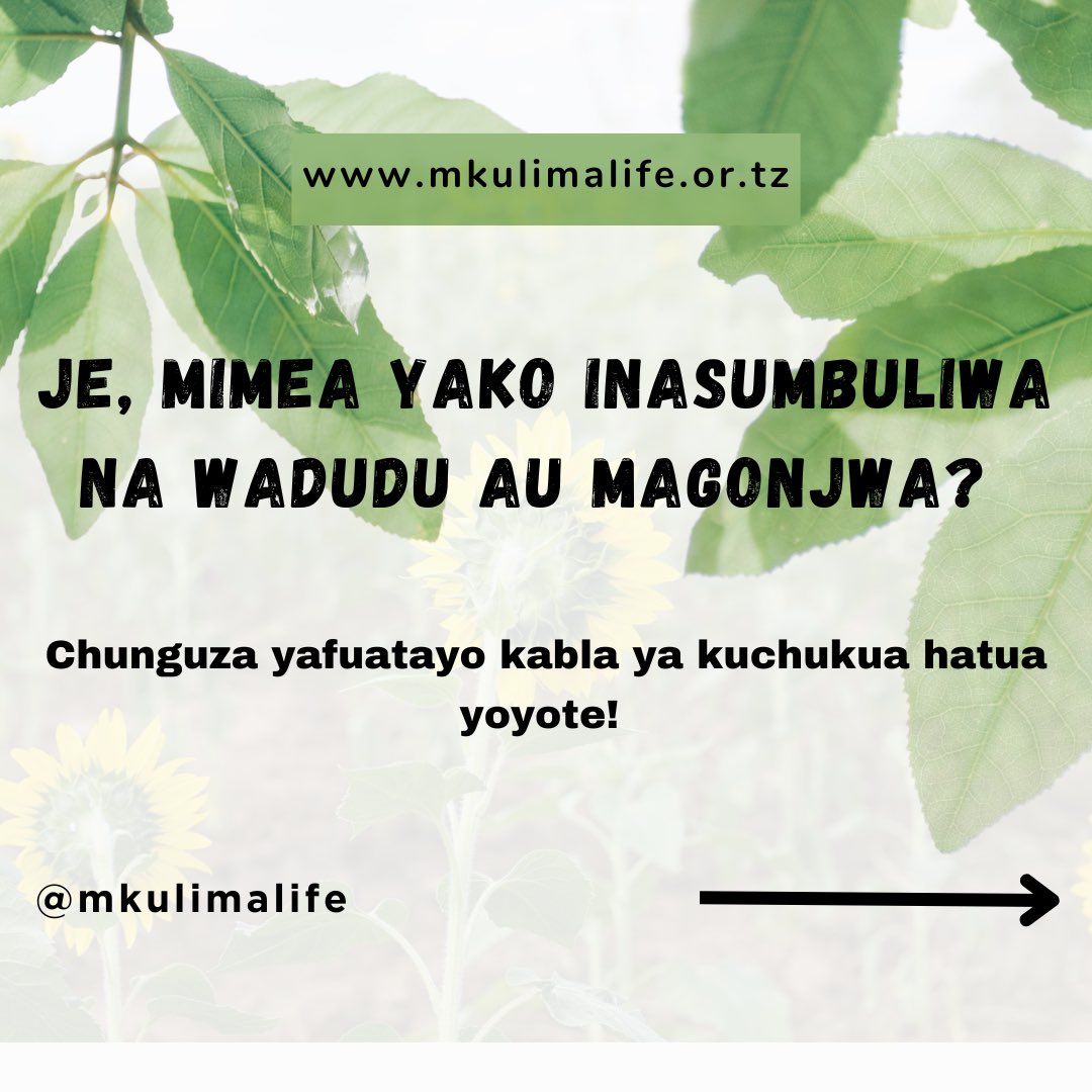 MkulimaLife's tweet photo. #limakwafaida #mkulima #growyourownfood #farm #agriculture https://t.co/At5rhSSdhL