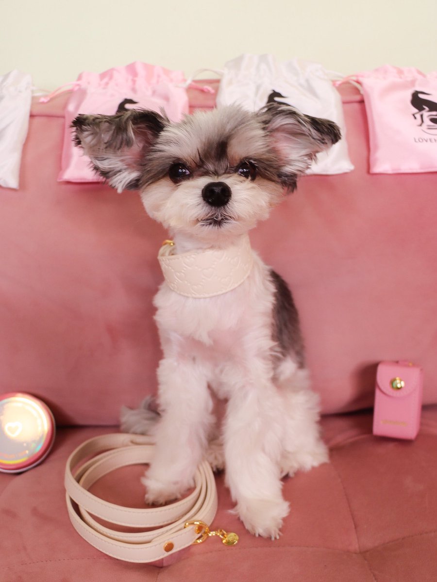 TINKERBELLEadog's tweet photo. In New York — “Life is too short to wear boring accessories” - Tinkerbelle & Belle 💖🐶✨
🐩 we are OBSESSED with the luxurious vegan leather accessories by @lovehound
.
.
.
#lovehound #dogaccessories #dogcollars #dogleashes #dogsofnewyork #fashiondogs #dogmodels #dogsofnyc https://t.co/0KFntjiJh1