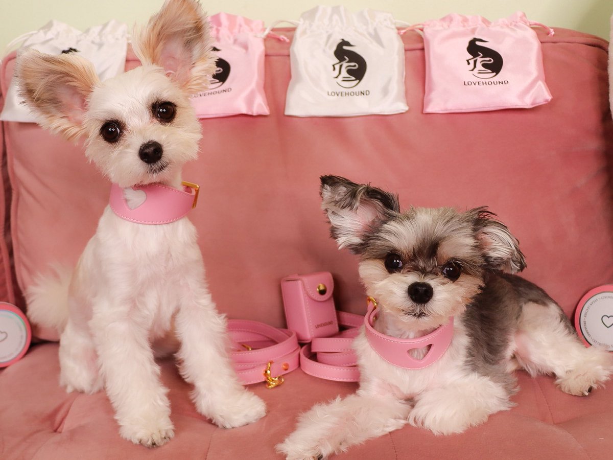 TINKERBELLEadog's tweet photo. In New York — “Life is too short to wear boring accessories” - Tinkerbelle & Belle 💖🐶✨
🐩 we are OBSESSED with the luxurious vegan leather accessories by @lovehound
.
.
.
#lovehound #dogaccessories #dogcollars #dogleashes #dogsofnewyork #fashiondogs #dogmodels #dogsofnyc https://t.co/0KFntjiJh1