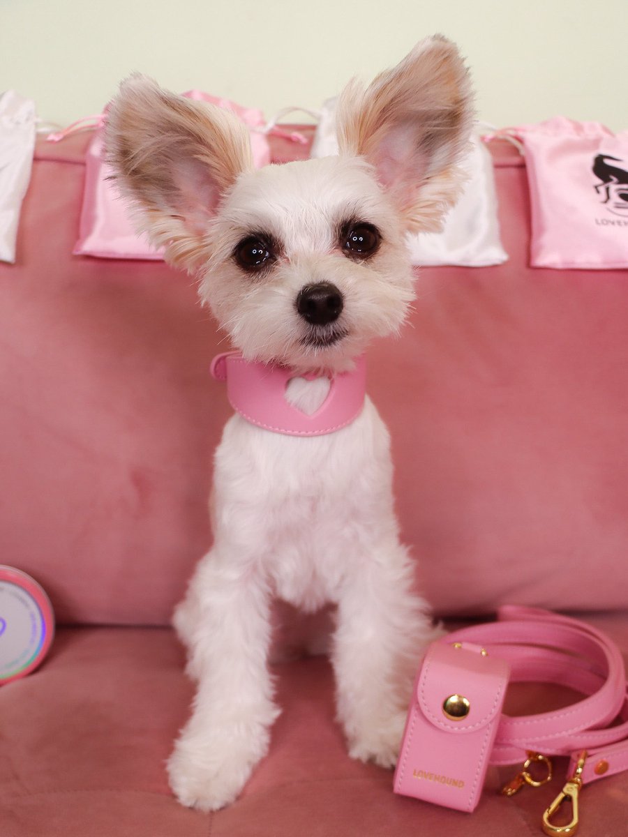 TINKERBELLEadog's tweet photo. In New York — “Life is too short to wear boring accessories” - Tinkerbelle & Belle 💖🐶✨
🐩 we are OBSESSED with the luxurious vegan leather accessories by @lovehound
.
.
.
#lovehound #dogaccessories #dogcollars #dogleashes #dogsofnewyork #fashiondogs #dogmodels #dogsofnyc https://t.co/0KFntjiJh1