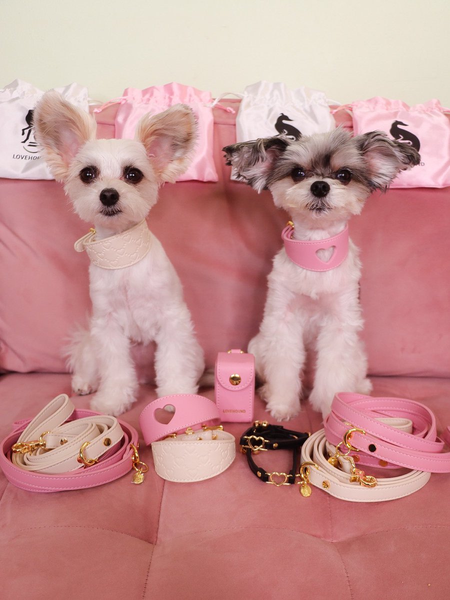 TINKERBELLEadog's tweet photo. In New York — “Life is too short to wear boring accessories” - Tinkerbelle & Belle 💖🐶✨
🐩 we are OBSESSED with the luxurious vegan leather accessories by @lovehound
.
.
.
#lovehound #dogaccessories #dogcollars #dogleashes #dogsofnewyork #fashiondogs #dogmodels #dogsofnyc https://t.co/0KFntjiJh1