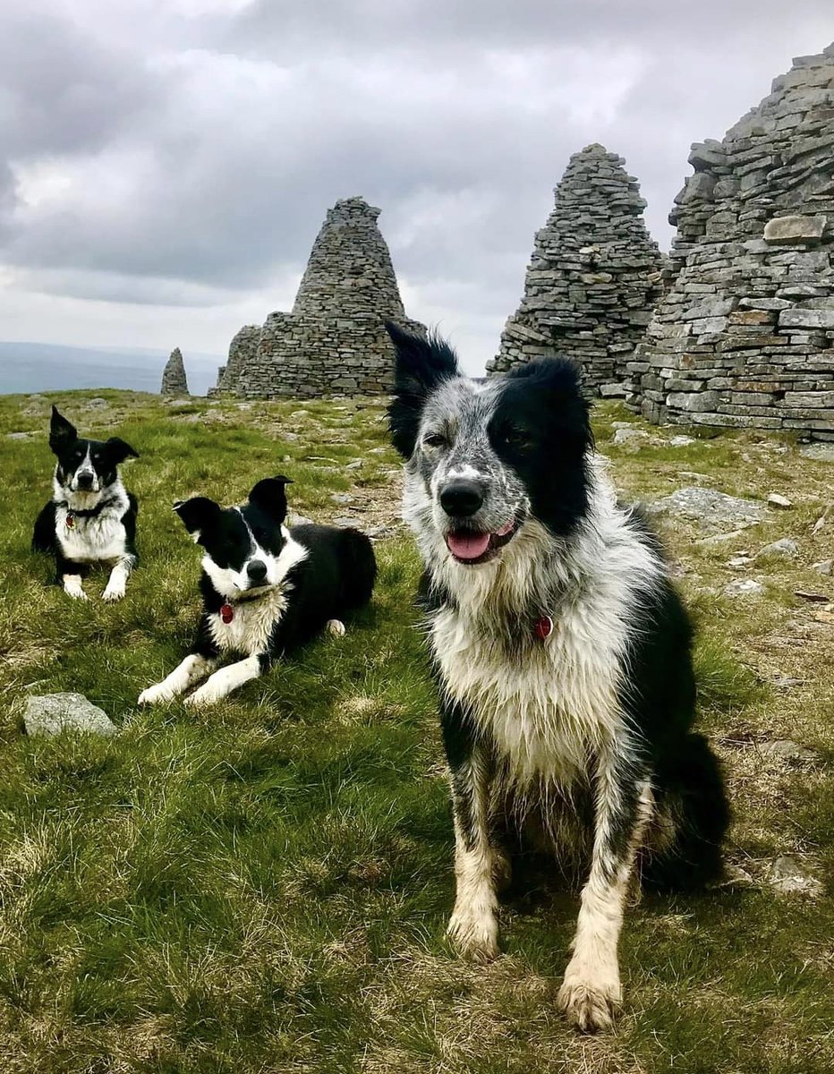 Mountain Rescue Search Dogs England tweet media