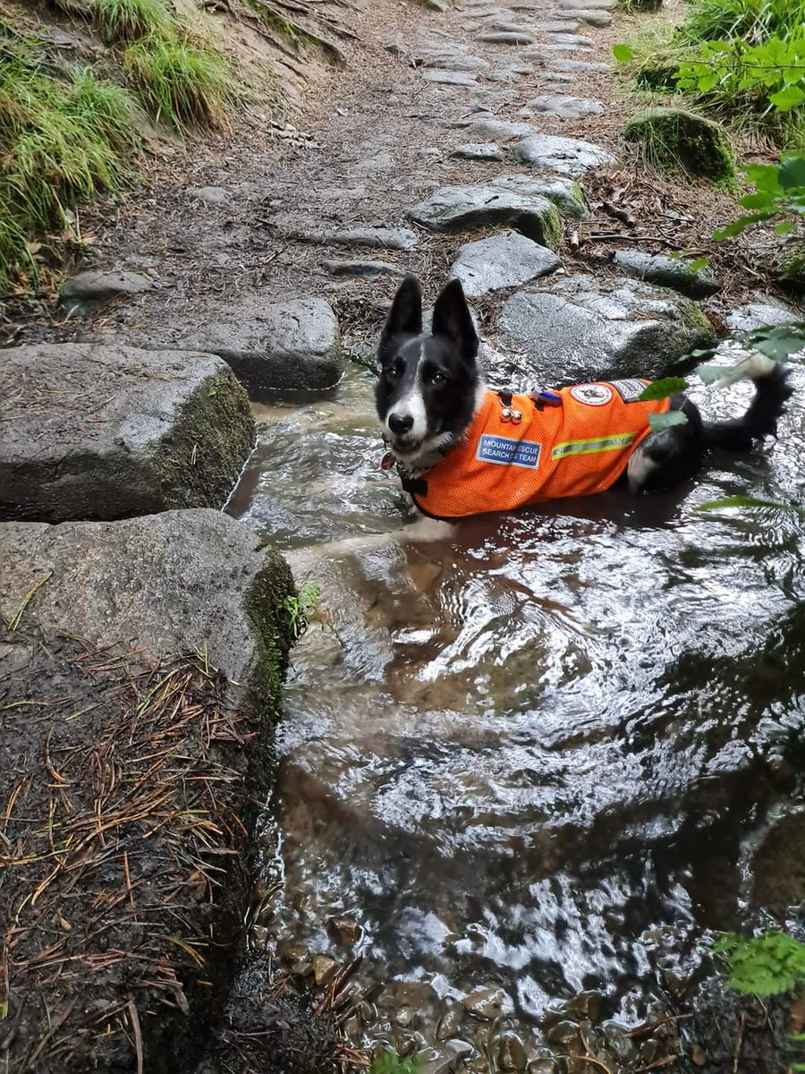 Mountain Rescue Search Dogs England tweet media