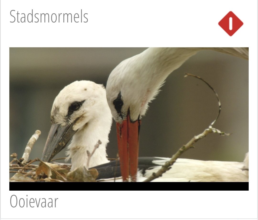 Wat is #stadsmormels toch prachtig gefilmd met de zo ontzettend herkenbare stem en grappige verhalen van #Aartstaartjes