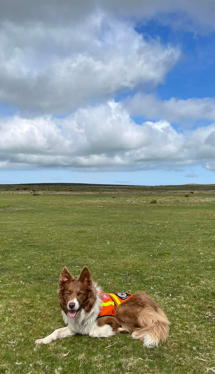 Mountain Rescue Search Dogs England tweet media