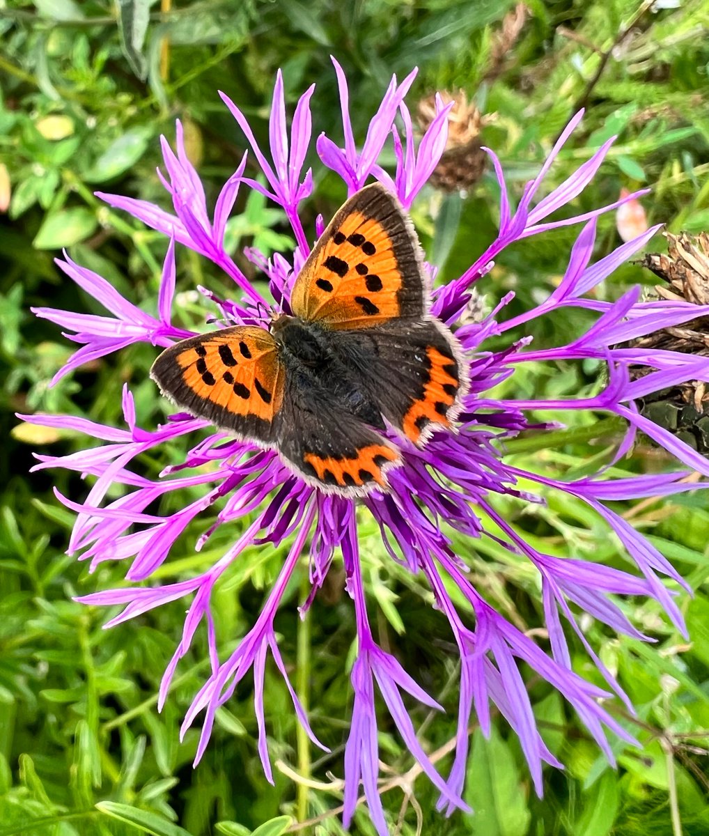 This fiery little gem is a Small Copper #butterfly. It’s significant not only for its beautiful colours, but that it marks the 16th species of butterfly I’ve recorded in my 20sqm #WildlifeFrontGarden, since it’s creation this spring. It was loving the Greater Knapweed pictured!❤️