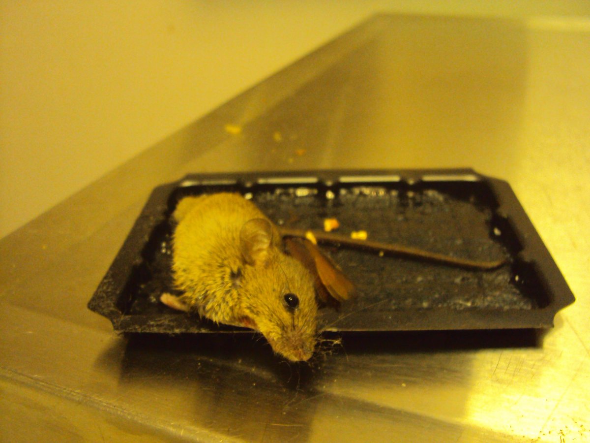 peta's tweet photo. this little one did nothing wrong please don't use glue traps 😞 https://t.co/VFYeq1kWWU