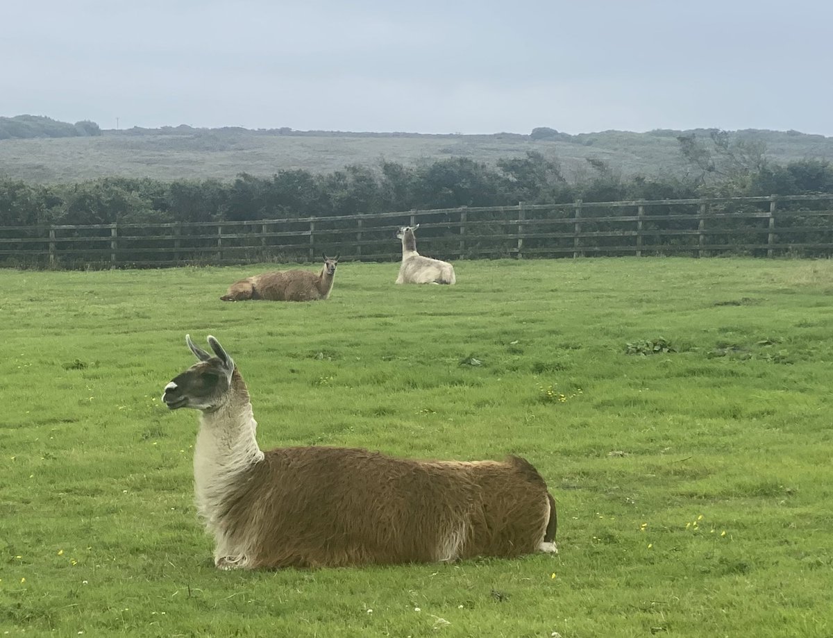 Shelley_Marie86's tweet photo. Met some Llamaโs today near Mullion cove. This week Iโm striving to be move like them #nodramallama #Llamaste #noprobllama https://t.co/CoV2Ehf8SF