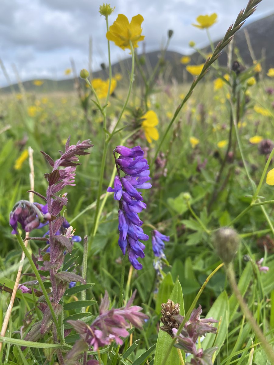 Watts_SH's tweet photo. Spectacular flowering of global #conservation value! #Machair is unique to north-west Scotland &amp; Ireland. This low-lying coastal vegetation forms on shell-rich sand &amp; is a fantastic example of how #grazing management can deliver high #biodiversity. #WildflowerHour #EileanSiar https://t.co/Ps73uqr1P7