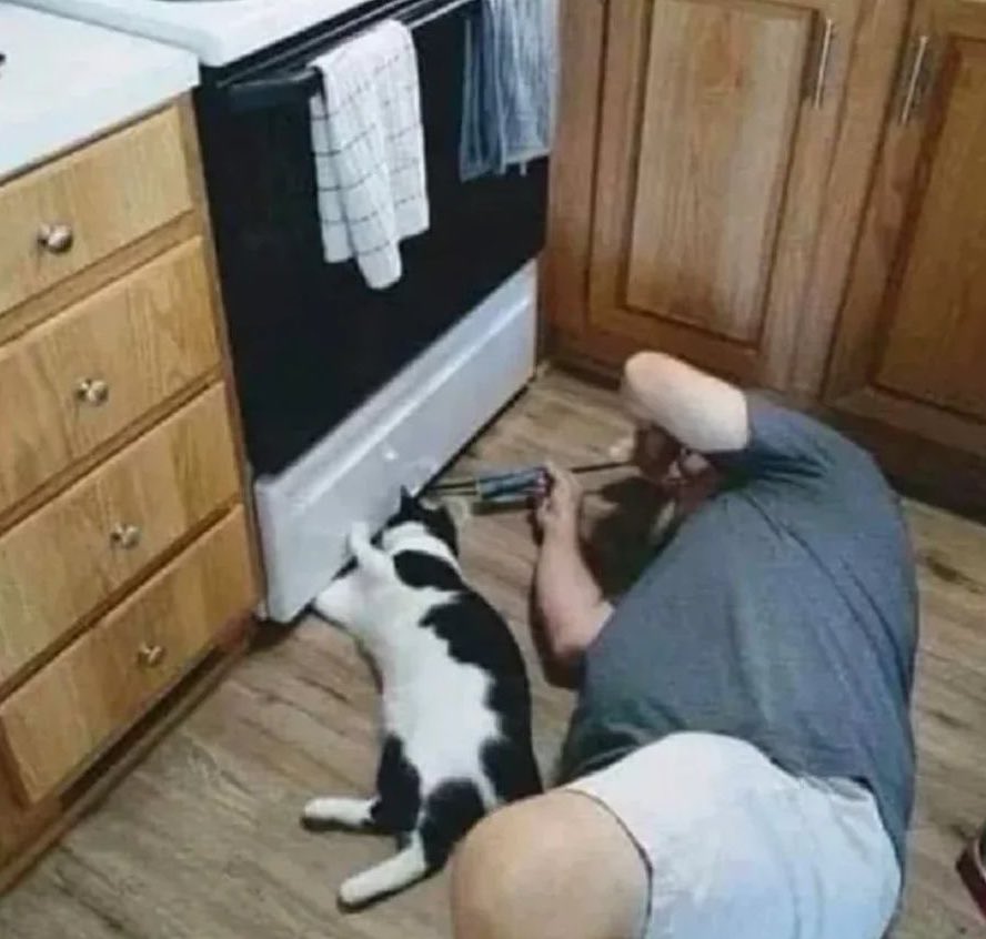 TypicaICat's tweet photo. When you bring dinner back and it runs under the oven https://t.co/9Y5pDwoPG4