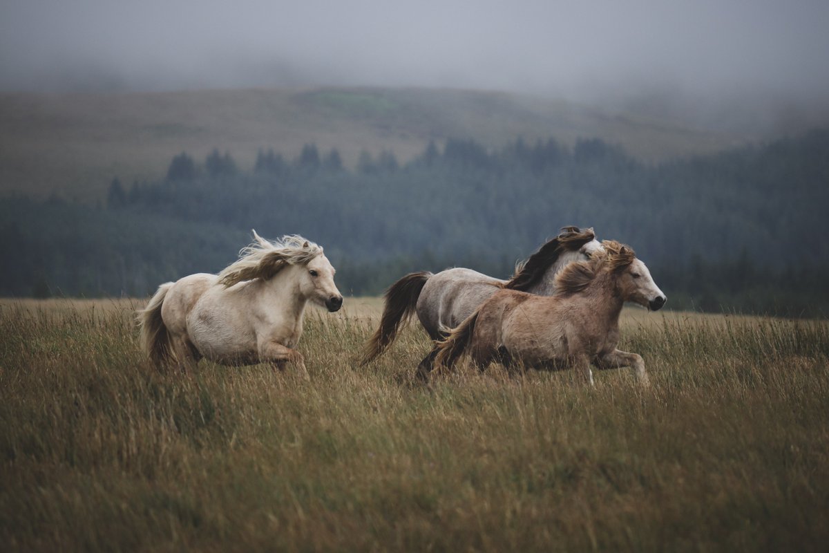 No. 4: Horses
Behold the majestic horse, an emblem of grace and strength. With every stride, they embody the spirit of freedom, captivating hearts with their loyalty and beauty. A symbol of unity between humans and nature.  #MajesticEquine #SpiritOfFreedom