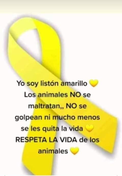 Adopta Monterrey A.C (@adoptamonterrey) on Twitter photo 