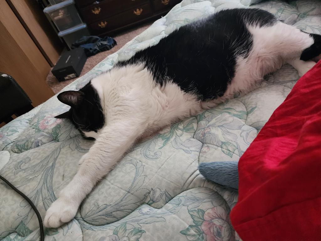 LiLTranzBootz's tweet photo. @ErinGreenYT Goooood morning from me n a very sleepy bootz https://t.co/1WLdc97lJm