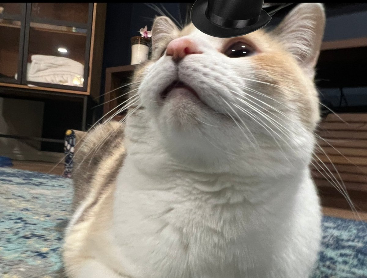 TophatON's tweet photo. @fatfatpankocat Woah! Could barely fit the tophat on this lovely cat photo! https://t.co/6qvogn9zcc
