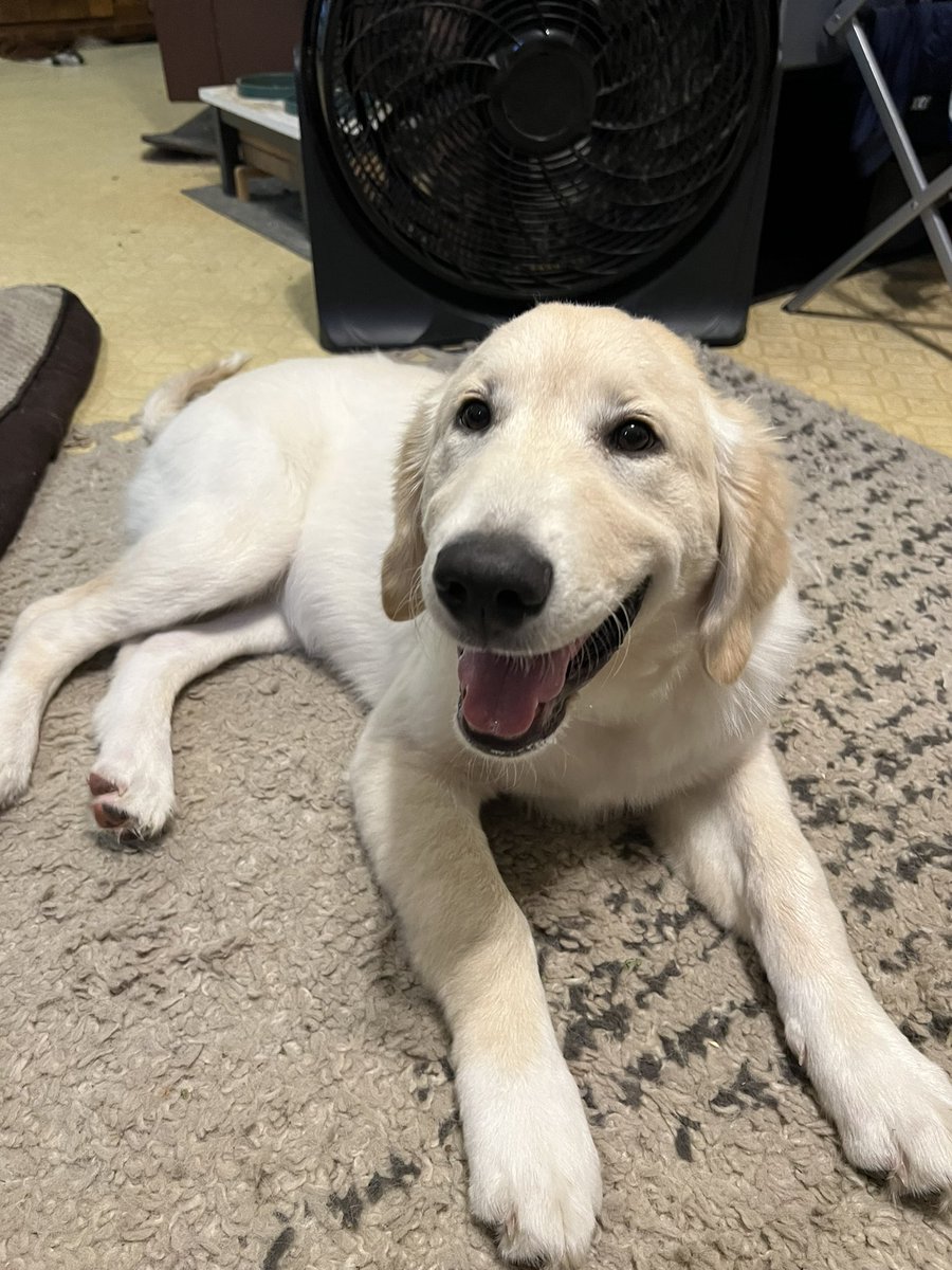 KaleighNicole03's tweet photo. Earlier this month my best friend had her first baby and yesterday my nephew was born… 
Not even a full day later we unexpectedly have a new puppy 🥰

Say hello to JoJo ✨ https://t.co/S6hxb6G0gX
