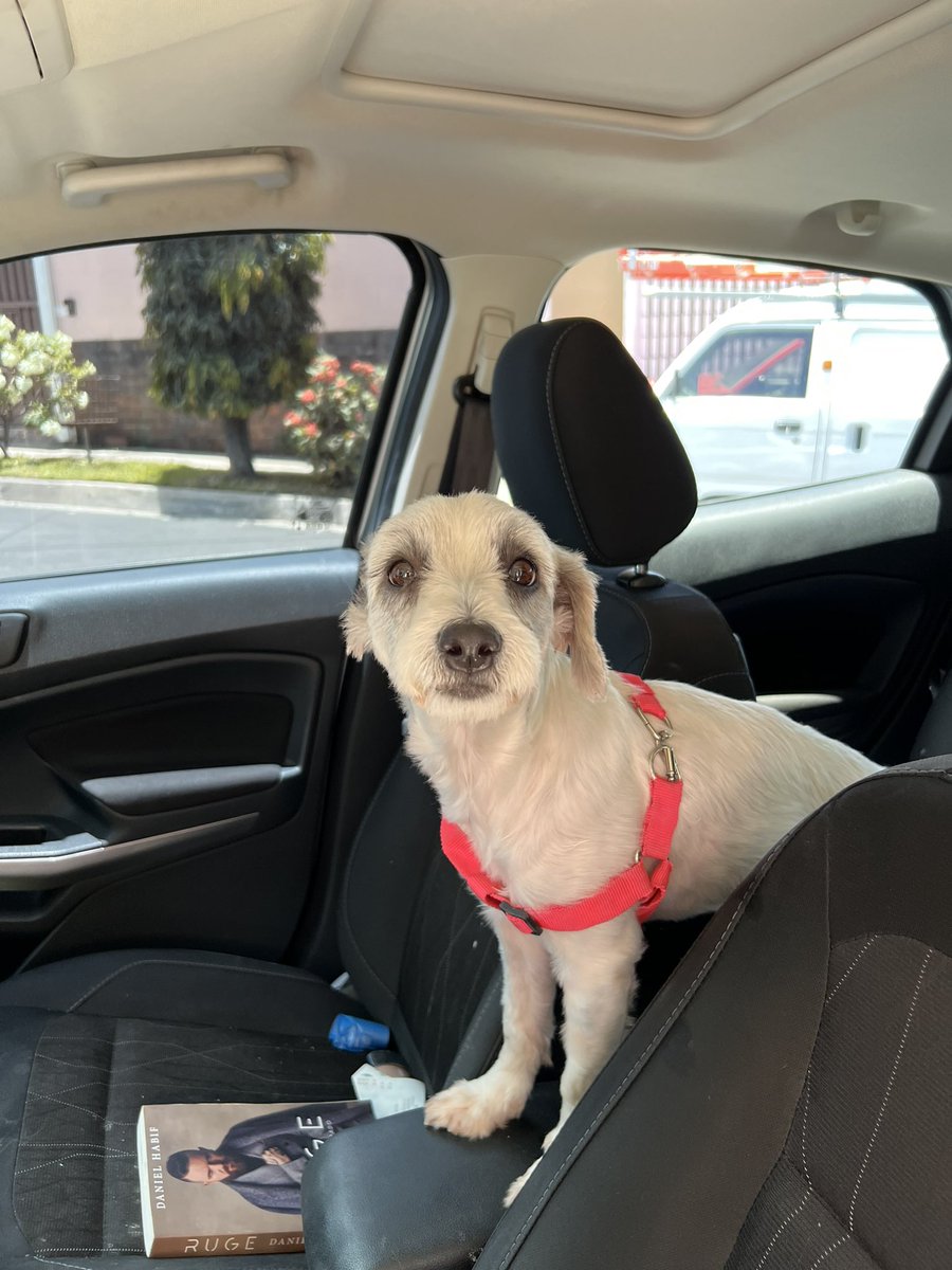 FCristales's tweet photo. Esta criatura se llama Coco, la rescaté hace menos de un mes mientras corría en las calles de Quezaltepeque, es hermosa pero ama escaparse de casa y correr despavorida.

Vivimos cerca de freund merliot, es fácil identificarla, lleva collar rosa o rojo y es muy hermosa. Si la ve no la siga por que muerde.