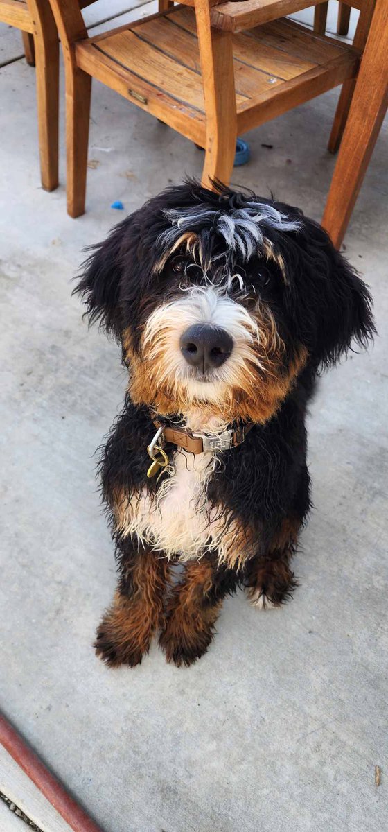 OCPetButler's tweet photo. A well behaved doodle pup is always fun to meet. https://t.co/YHLEMSaern