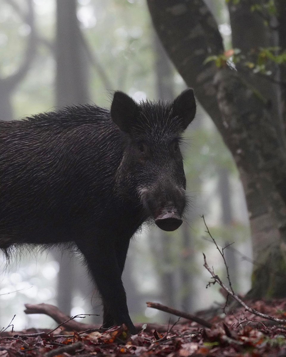 پرتره‌ای زیبا از گراز، ارتفاعات مازندران

عکس از حامد تیزرویان