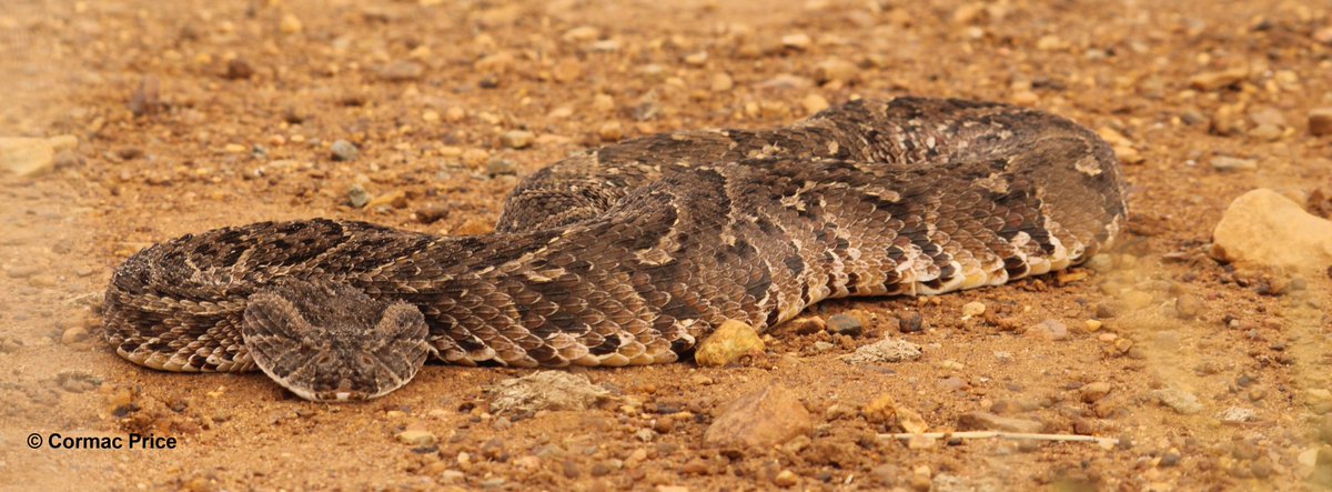 C_MrPrice's tweet photo. Friday, my 2-month snake drought FINALLY ended with two stunning puff adders (Bitis arietans), both released in a suitable habitat far from people (under permit). #sundayvibes #SundayFunday #SaveTheSnakes #snake #puffadder #HAA #conservationoptimism #snakes #research @NWU_UESM https://t.co/Rkm9iNTUog