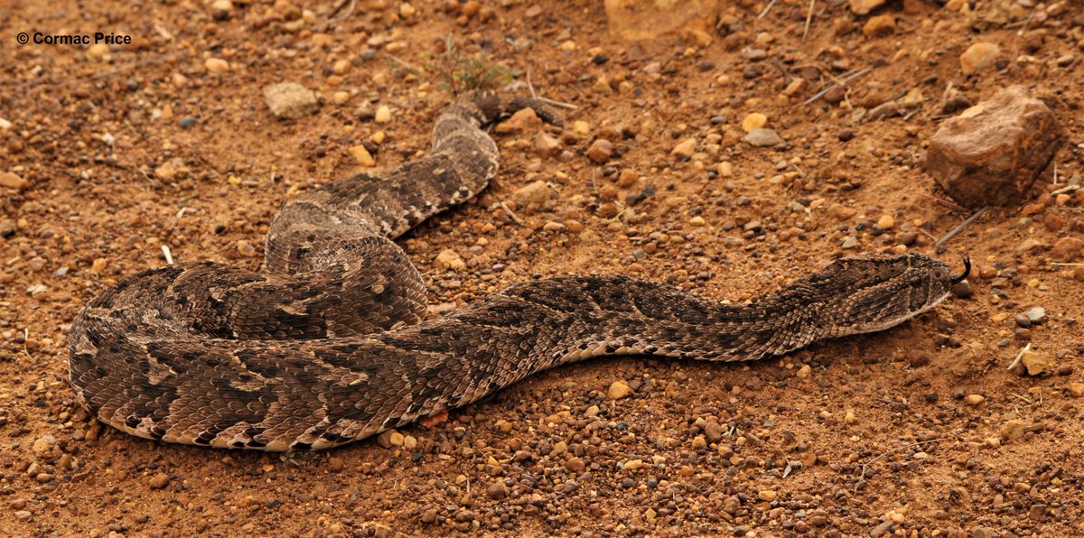 C_MrPrice's tweet photo. Friday, my 2-month snake drought FINALLY ended with two stunning puff adders (Bitis arietans), both released in a suitable habitat far from people (under permit). #sundayvibes #SundayFunday #SaveTheSnakes #snake #puffadder #HAA #conservationoptimism #snakes #research @NWU_UESM https://t.co/Rkm9iNTUog