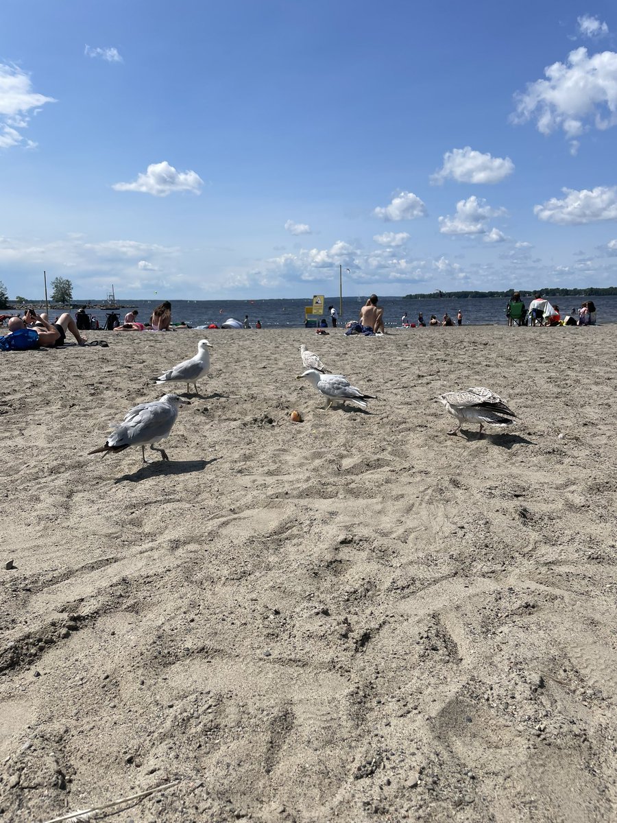 midnightraee's tweet photo. @phoebe_prs Behind the scenes: seagulls very fond of buggy beach peach https://t.co/5KSjGjmlx1