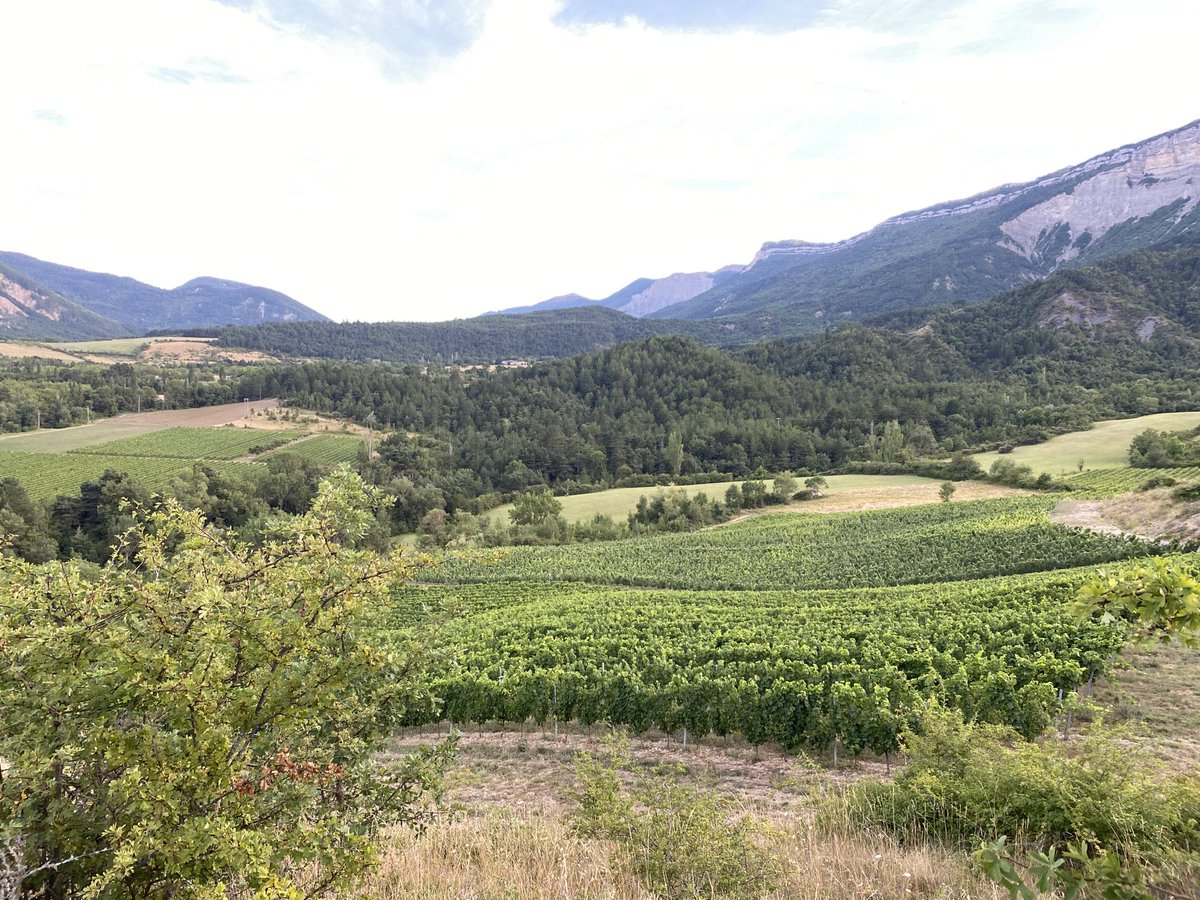 #Drôme .Le vignoble du Diois : la Clairette de Die ,vin très doux,fruité et pétillant .🍾