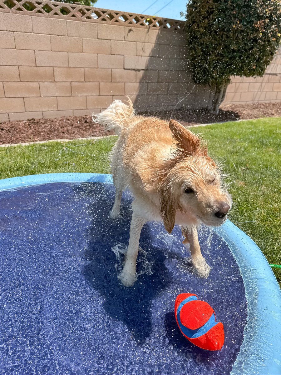 ✅✅ step two of the weekend complete!

It got too hot too early for a walk, so we’re cooling off in the yard!

Anyone else have a splash pad??

#dogsoftwitter #goldenretriever