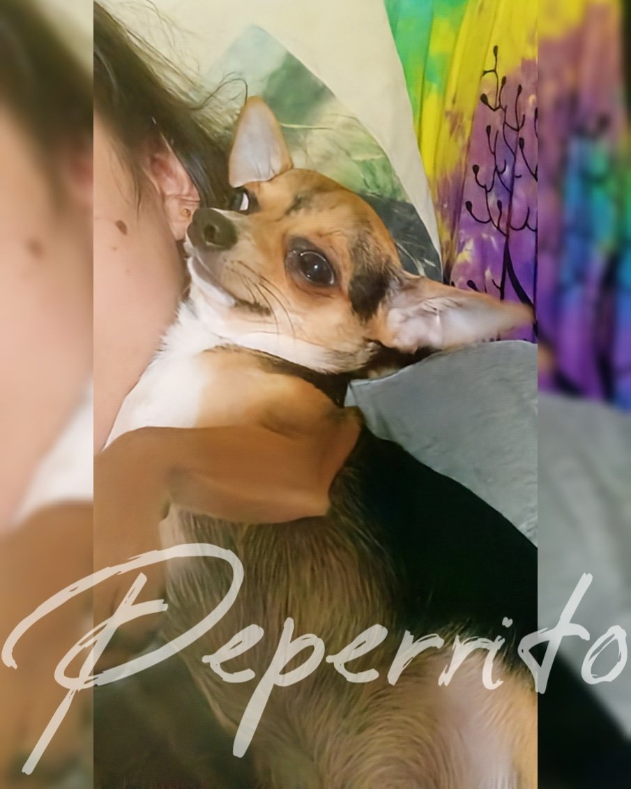 🎥 YOUTUBE 🎥
youtube.com/@PEPERRITO.OFI…

🐦TWITTER 🐦
x.com/peperritoo

📷 INSTAGRAM 📷
instagram.com/peperrito.offi…💕🐶🐾

#PEPERRITO #chihuahuadog #chihuahuastyle #cutedogs #modeldog #influencerdog #lovemydog🐶 #adorablepuppy #chihuahuadaily #pets #perrofeliz #chihuahua