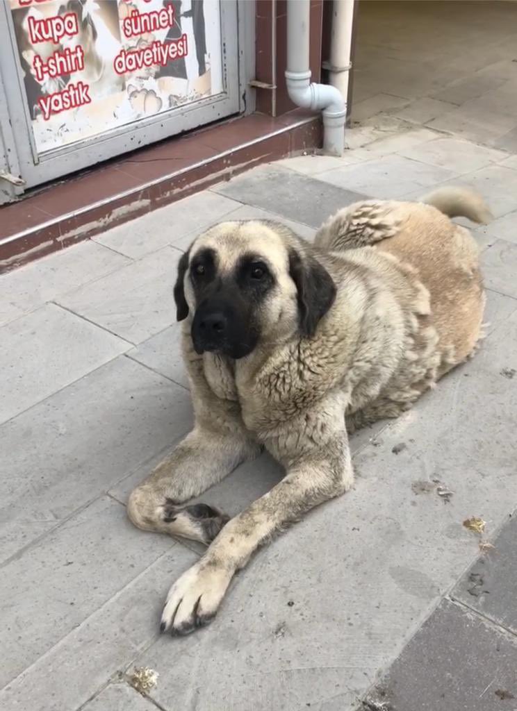 Dostlarımız gölbaşında baktığımız üç tombik bir gece sivil bir araç ile toplanıyor. Nereye götürüldüğü belli değil. Her yeri aradık barınaklara baktık yok. Ankara’nın her yerine atılmış olabilirler. Hepinizden çok rica ediyorum lütfen lütfen paylaşırmısınız.. gören olursa bizi