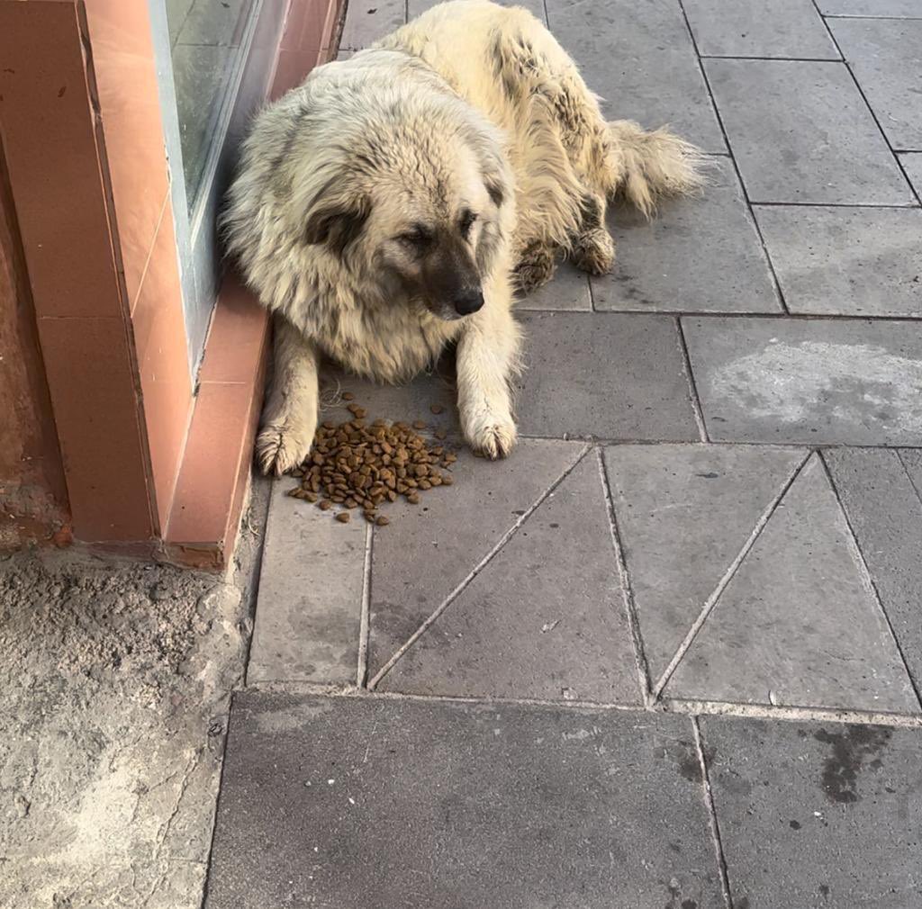 ankarapatiliky's tweet photo. Dostlarımız gölbaşında baktığımız üç tombik bir gece sivil bir araç ile toplanıyor. Nereye götürüldüğü belli değil. Her yeri aradık barınaklara baktık yok. Ankara’nın her yerine atılmış olabilirler. Hepinizden çok rica ediyorum lütfen lütfen paylaşırmısınız.. gören olursa bizi lütfen arasın.. en büyük özellikleri çok kilolular..el bebek bakıldılar. Şimdi yoklar. Onlara kim ne yaptı and olsun bulacağım..05534554352