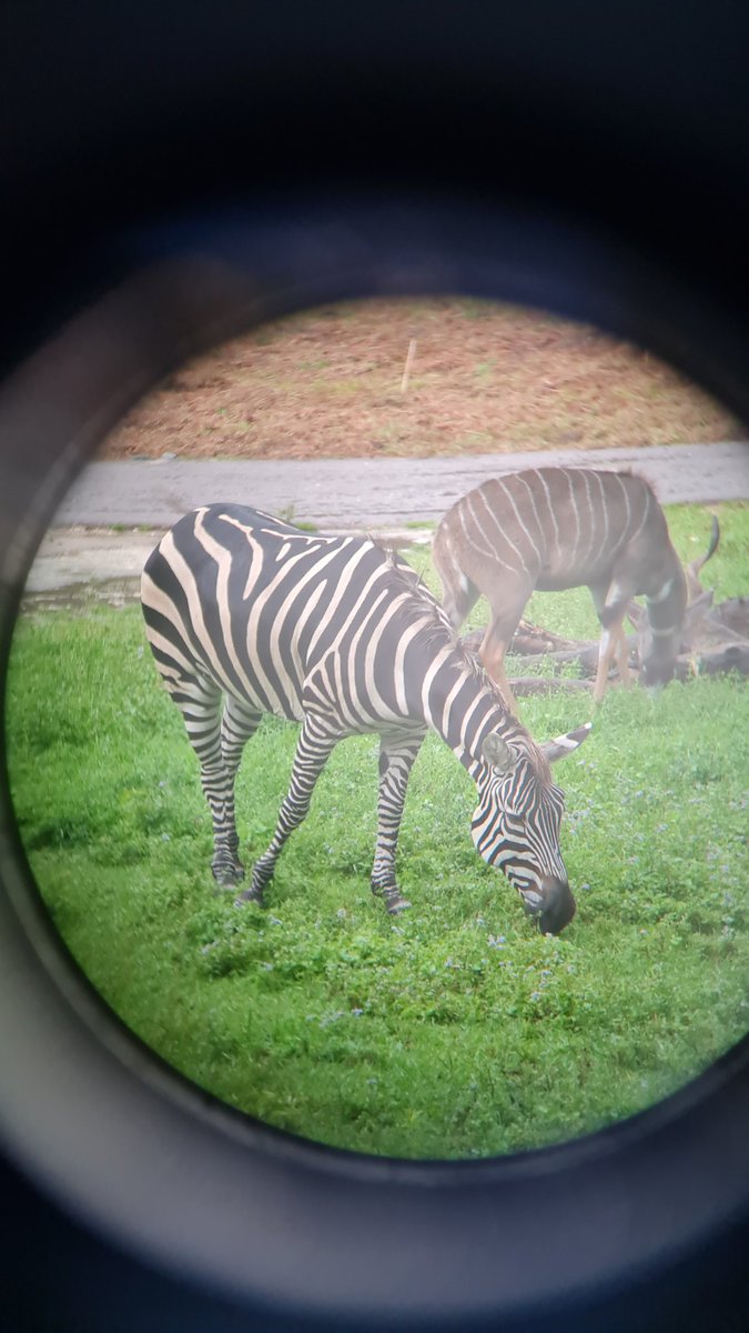 ln_jerem's tweet photo. Réalise un rêve ! Dormir face à la savane 🥰 #animalkingdomlodge #DisneyWorld https://t.co/nCdYeqThIq